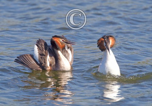 Great Crested Grebes 6